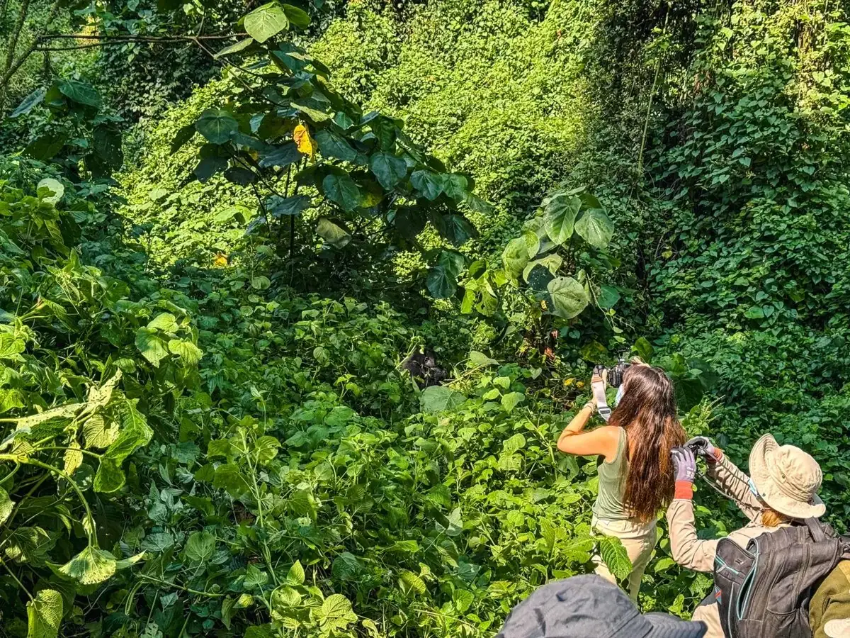 A practical guide to the best months for gorilla trekking in Uganda and Rwanda, including weather, permits and travel comfort.