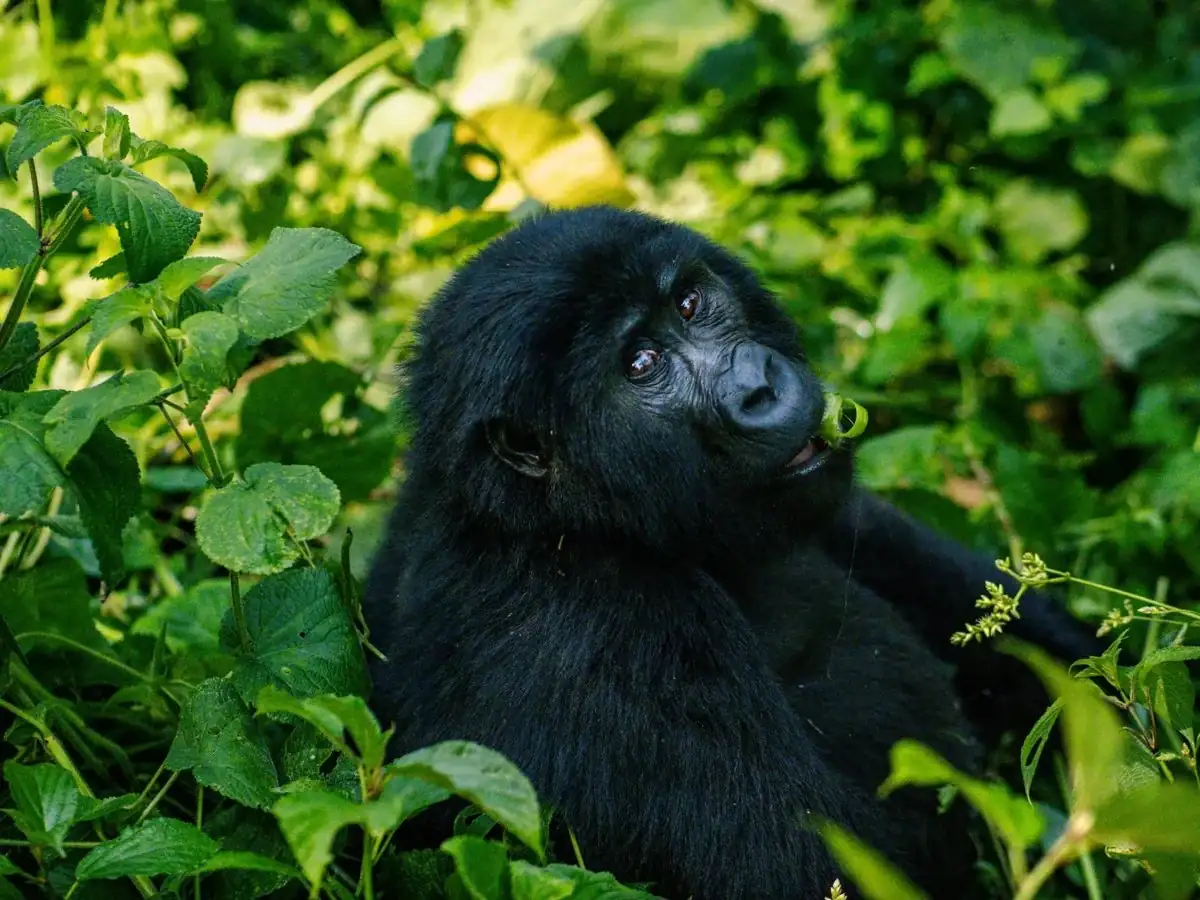 Bwindi Impenetrable National Park safari destination in Uganda