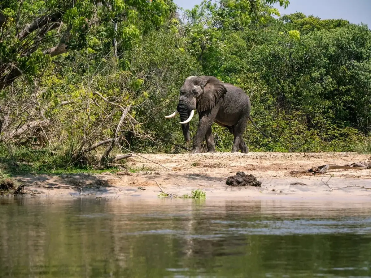 Wildlife Safaris - Big Five Adventures