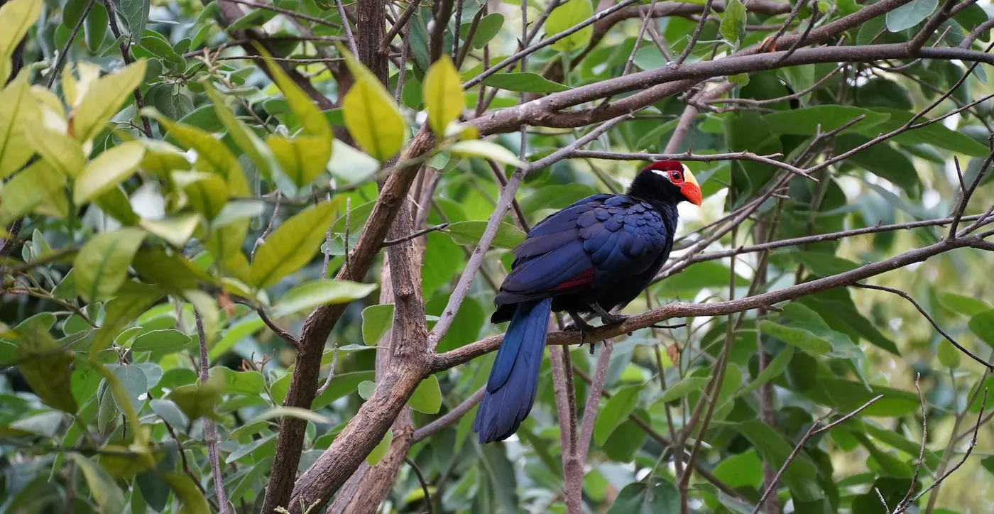 Birdwatching Tours in Rwanda with Intare Safaris