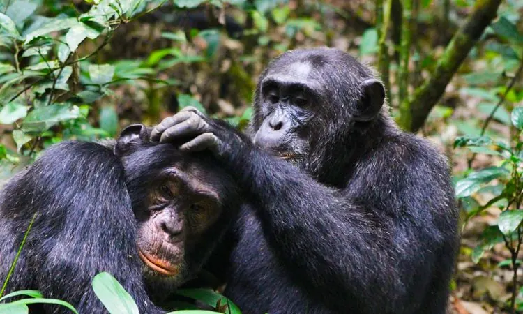 Chimpanzee & Forest Tours in East Africa