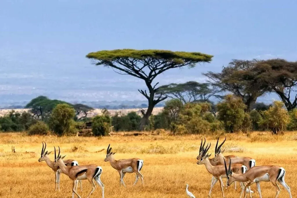 South Sudan safari destination with Intare Safaris