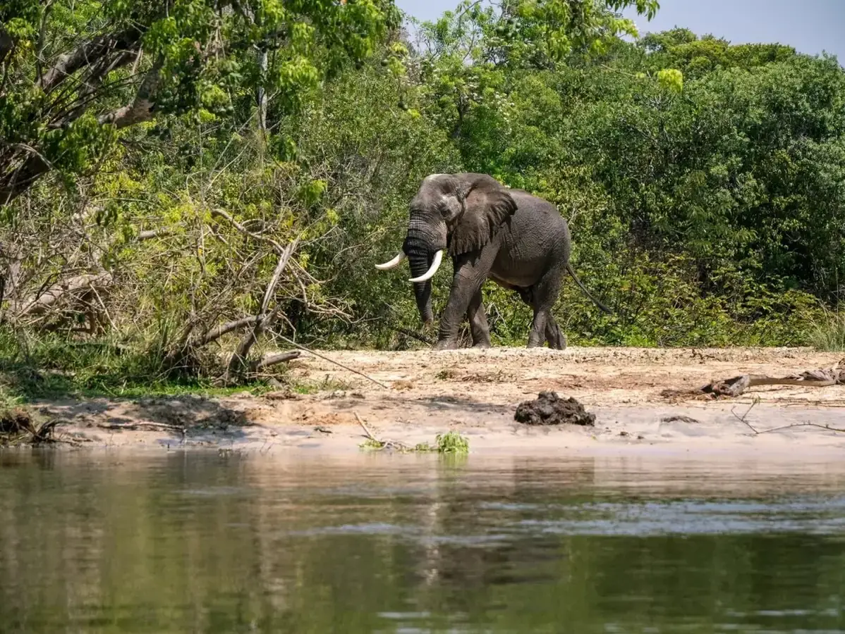 Tarangire Elephants in Tanzania with Intare Safaris