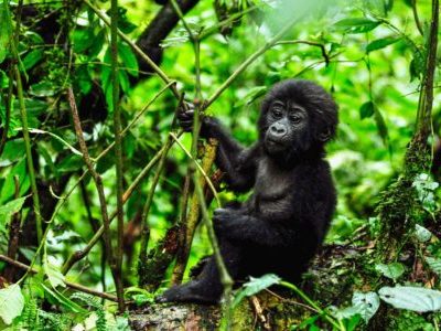 Rwanda Gorilla trekking