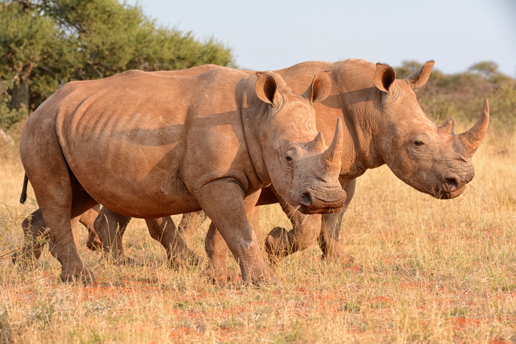 Tracking Rhinos in Akagera National Park