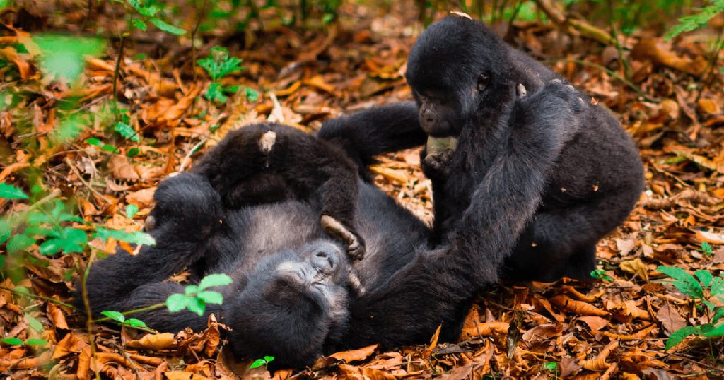 Uganda Gorilla safaris