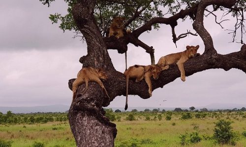 Uganda Wildlife Tours