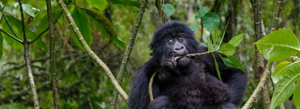 10 Days Uganda Wildlife Safari & Gorilla Trekking
