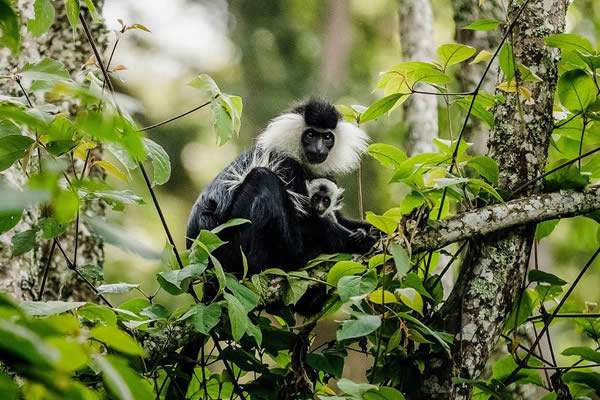 Rwanda Colobus Monkey Trekking