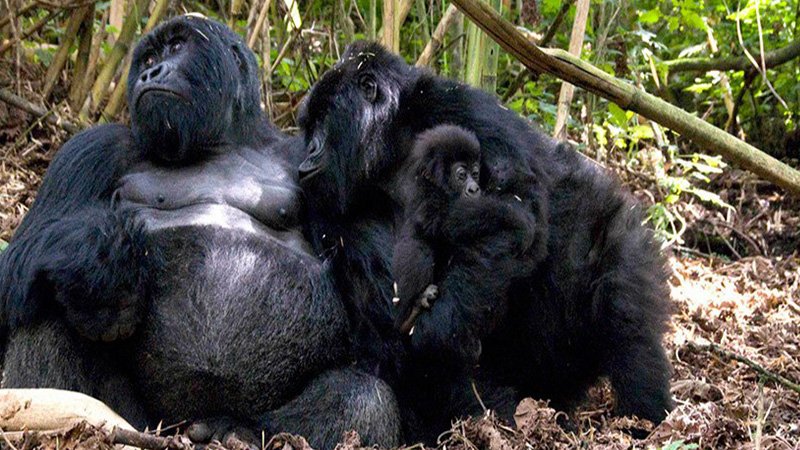Rwanda Gorilla Trekking tours