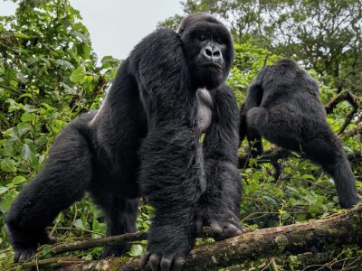 1 day Rwanda Gorilla trekking tour