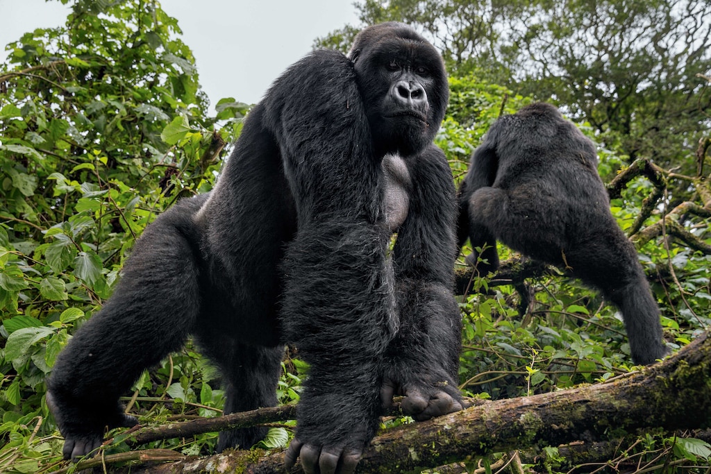 1 day Rwanda Gorilla trekking tour