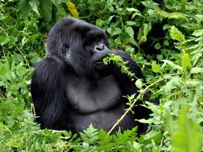 4 days Rwanda Gorilla Trekking