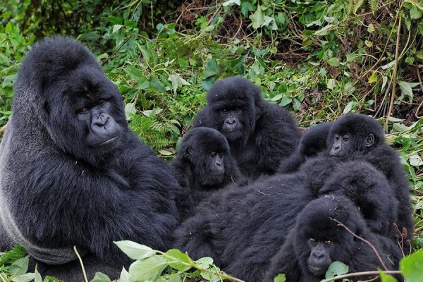 Bitukura Gorilla Families in Uganda