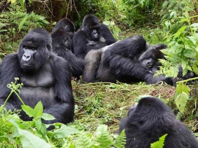 Habituated gorilla families in Rwanda