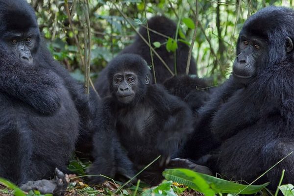 Nkuringo-Gorilla-Family