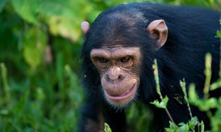 Chimpanzee Trekking experience
