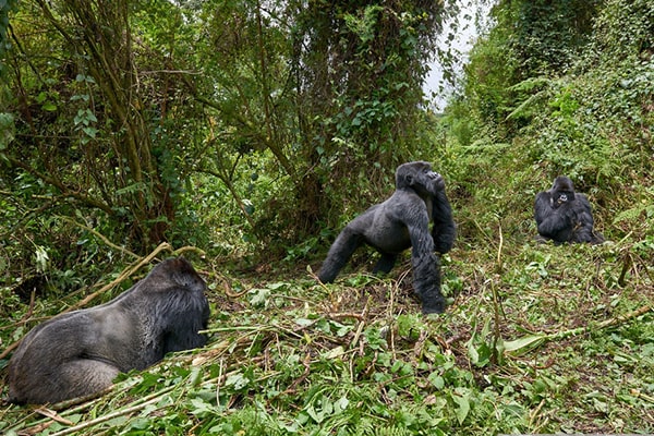 Titus Gorilla Family in Rwanda