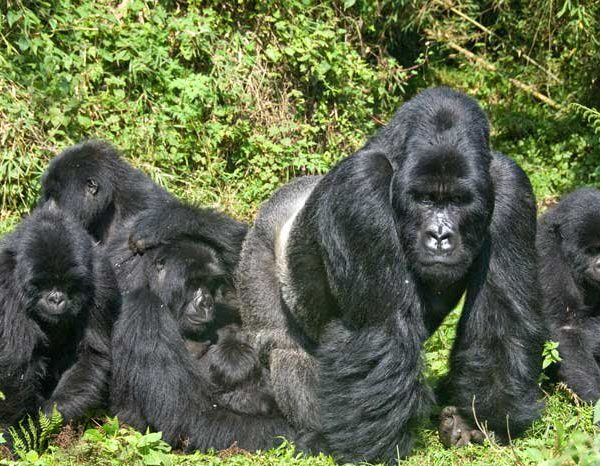 2 days Bwindi gorilla trekking safari