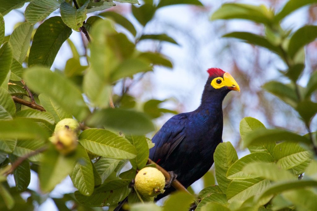 Bird watching in Rwanda