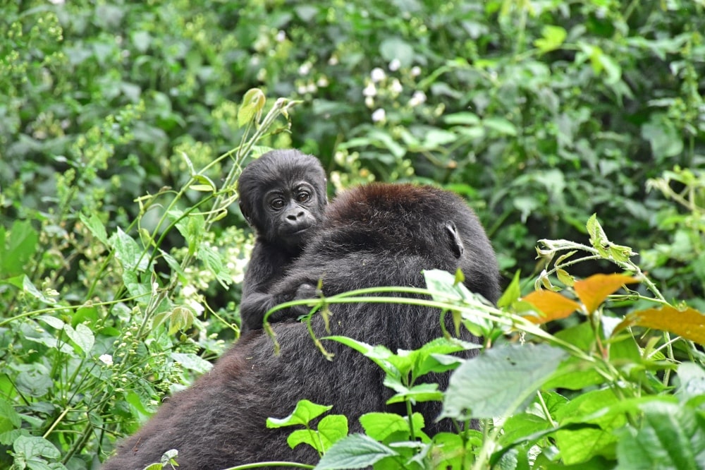 Uganda gorilla,uganda wildlife