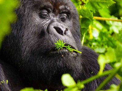 gorilla-trekking-in-rwanda
