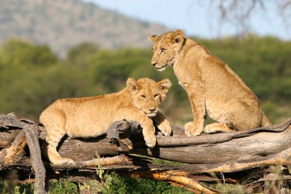 tanzania-serengeti-national-park