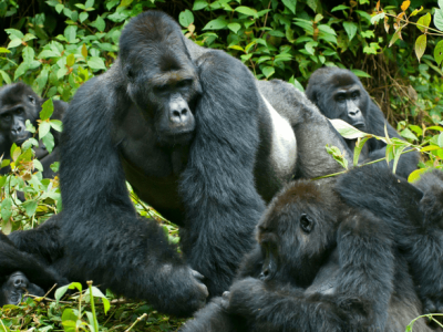 uganda gorillas