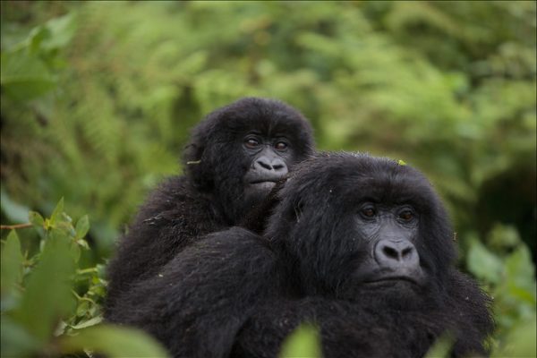 1 Day Congo Gorilla Tour
