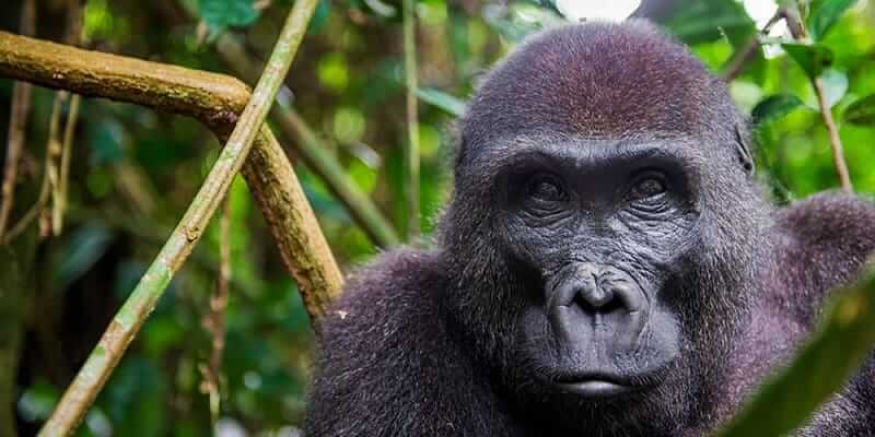 3 Days Congo Lowland Gorilla Tour