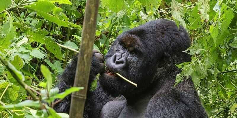 The 4 Days Congo Gorilla Tour and Nyiragongo Hike