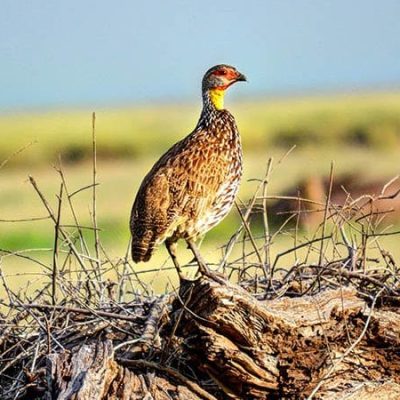birds in Amboseli