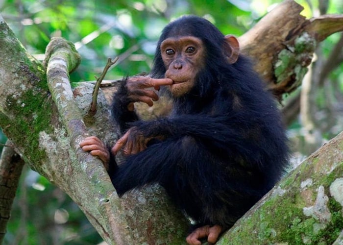 4 Days Uganda Gorillas and Chimpanzee Trekking Safari