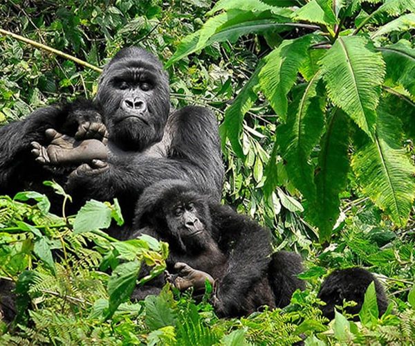 6 Days Uganda Chimpanzee and Wildlife Safari