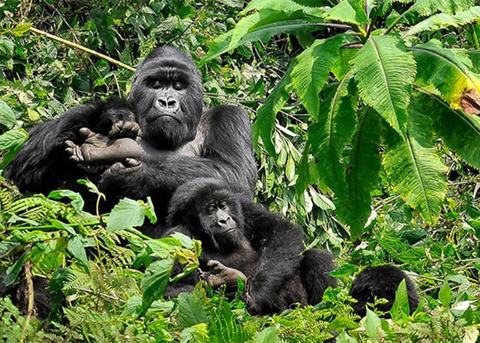 6 Days Uganda Chimpanzee and Wildlife Safari