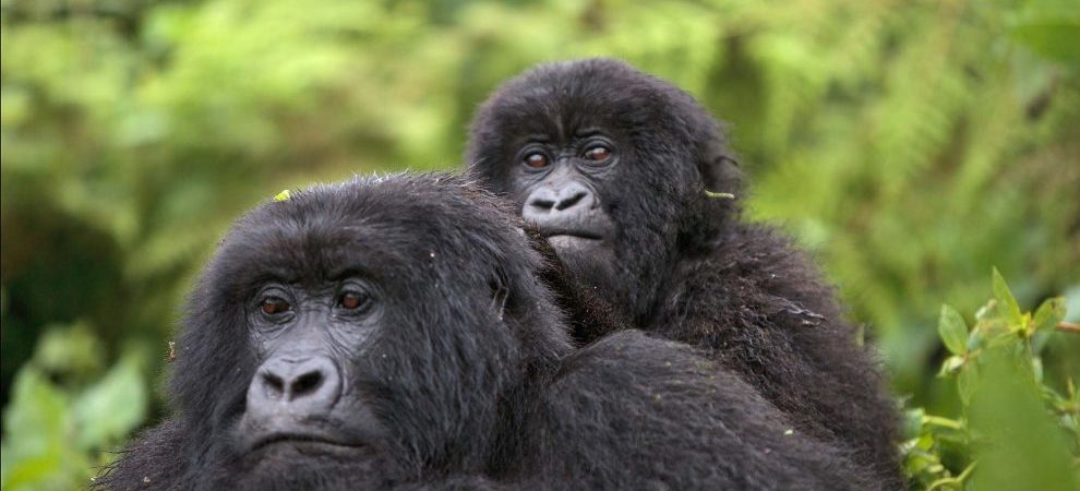4 Days Rwanda Gorilla Trekking & Dian Fossey Grave