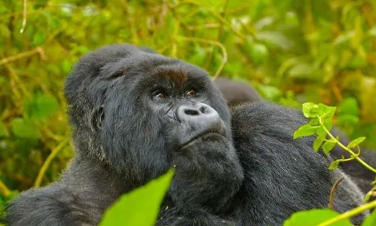 12 Days Gorilla Trekking Rwanda Tour