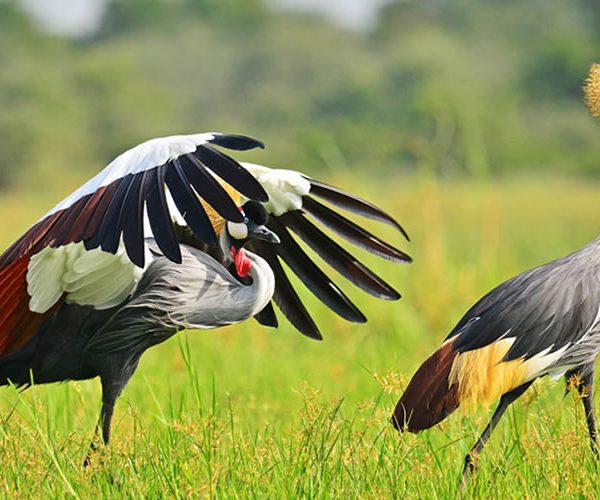 Uganda bird watching tours