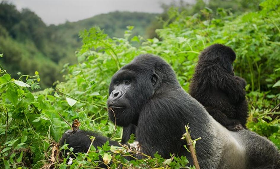 10 Days Rwanda Uganda Gorilla Trekking Safari