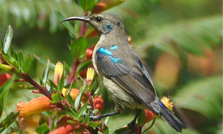 3 Days birding Akagera National Park