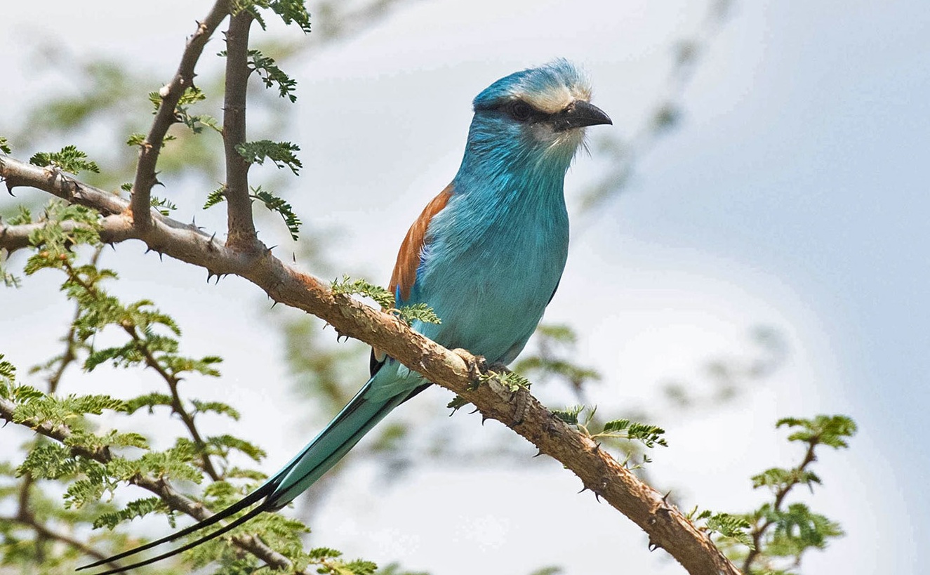 Bird watching in Kidepo valley national park